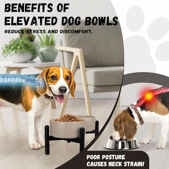 Raised Ceramic Dog Bowl Set - Elevated Double Dishes with Stainless Steel Stand - Food and Water Bowls for Small to Medium Dogs - Each Holds 3.5 Cups (29.57 fl oz) - White
